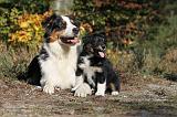 BERGER AUSTRALIEN - ADULT & PUPPY 018